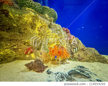 Blue Lagoon - Aquarium - 114054293