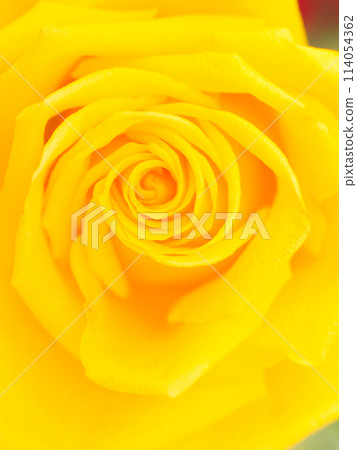 Macro yellow rose bloosm  114054362