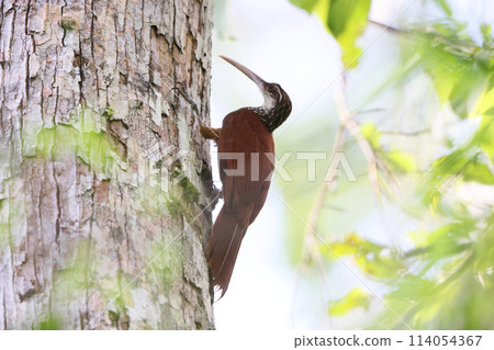 巨型蝸牛 114054367