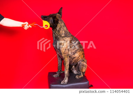 A dog builder is holding a roller brush. Red yellow background. Isolated. Dutch shepherd 114054401