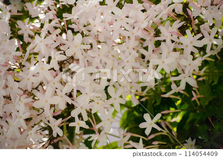 Jasmine flowers in the garden, close up of Hagoromo Jasmine, Hagoromo Jasmine flowers 114054409