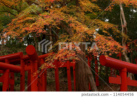 秋天的樹葉 114054456