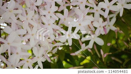 Jasmine flowers in the garden, close up of Hagoromo Jasmine, Hagoromo Jasmine flowers 114054481