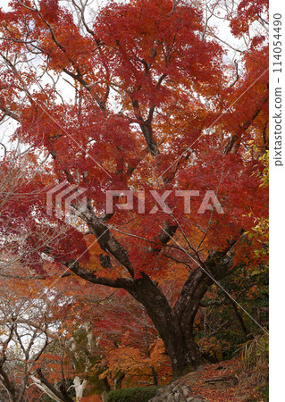 秋天的樹葉 114054490