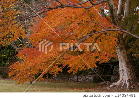 Autumn leaves 114054491