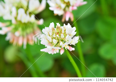 白三葉草 白三葉草 114054742