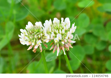 White clover White clover 114054746