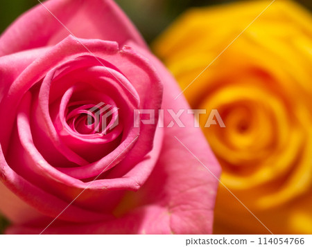 Pink and yellow rose blooms, macro with DOF 114054766
