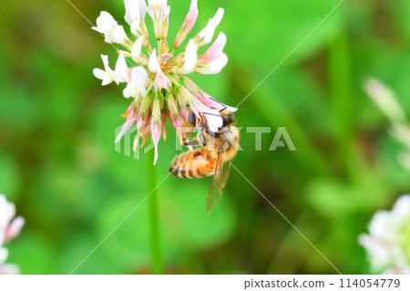 White clover and bees 114054779