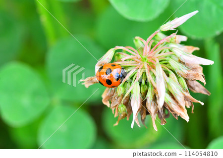 White clover and ladybird White clover and ladybird 114054810