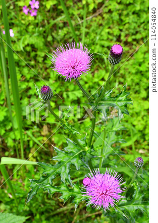 薊,諾亞薊 薊,諾亞薊 114054840