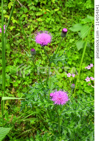 薊,諾亞薊 薊,諾亞薊 114054841