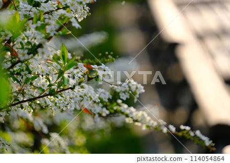 Snow willow, white flowered willow Snow willow, white flowered willow 114054864