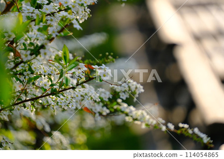 雪柳、白花柳 雪柳、白花柳 114054865