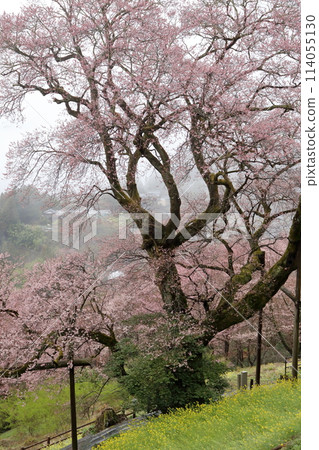 Gourd cherry blossoms shrouded in mist (Niyodogawa Town, Kochi Prefecture) Gourd cherry blossoms shrouded in mist (Niyodogawa Town, Kochi Prefecture) 114055130