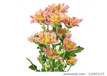 【菊花SP媽媽橘子】（深度構圖） 114055175