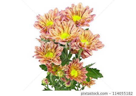 【菊花SP媽媽橘子】（深度構圖） 114055182