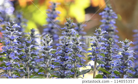 在夕陽下染成的Ajugareptans 114055357