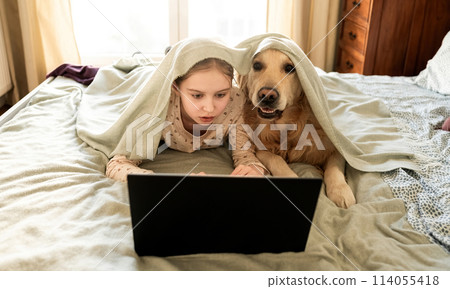 Joyful Little Girl Playing With Golden Retriever Dog, Covered By Blanket And Working With Laptop Joyful Little Girl Playing With Golden Retriever Dog, Covered By Blanket And Working With Laptop 114055418