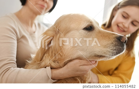 Mother and preteen girl daughter petting golden retriever dog. Pretty teen kid and young woman with purebred doggy pet and plaid indoors 114055482