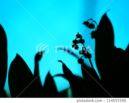 Vinile剪影 114055500