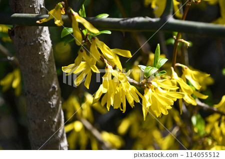 連翹（連翹） 114055512