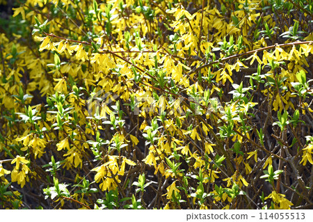 Forsythia 114055513