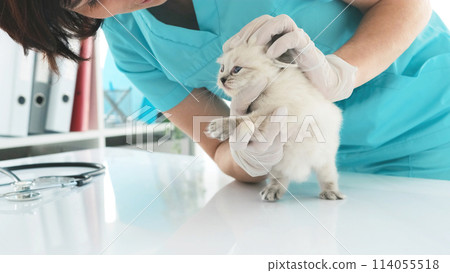 Girl Veterinarian Examining Rag Doll Kitten In The Clinic. Vet Doctor Cares About Fluffy Kitty Cat Girl Veterinarian Examining Rag Doll Kitten In The Clinic. Vet Doctor Cares About Fluffy Kitty Cat 114055518