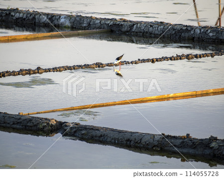 black-winged stilt Himantopus himantopus in Aveiro's salt pans Portugal at sunset 114055728