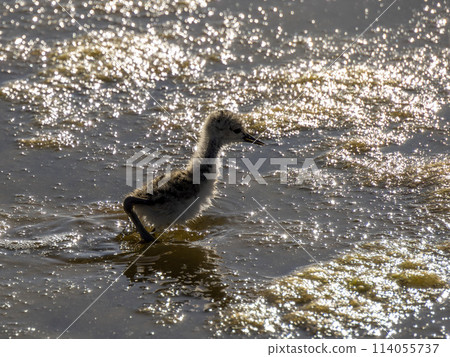 baby newborn black-winged stilt Himantopus himantopus in Aveiro's salt pans Portugal at sunset 114055737
