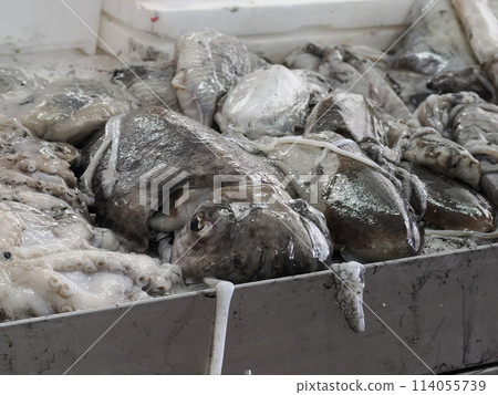 cuttlefish Fish Market fresh fish Aveiro Portugal 114055739
