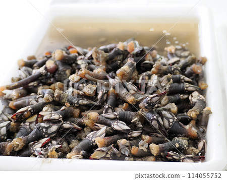 Percebes Goose barnacles, also called stalked barnacles or gooseneck barnacles at Fish Market fresh fish Aveiro Portugal Percebes Goose barnacles, also called stalked barnacles or gooseneck barnacles at Fish Market fresh fish Aveiro Portugal 114055752