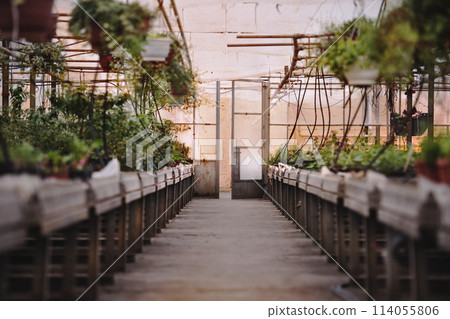 Across a greenhouse. Narrow path in the middle of crops. Across a greenhouse. Narrow path in the middle of crops. 114055806
