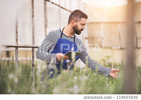 Small greenhouse business. Gardener inspecting flowers and seedlings, standing in the middle of plants with clipboard. 114055830