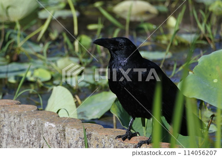 水邊的烏鴉 114056207
