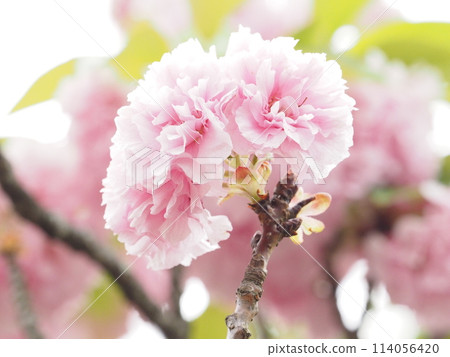 粉紅色的花朵在春天的陽光下閃閃發光 114056420