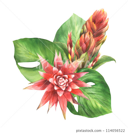 Tropical arrangement with red bromeliad flower, buds, palm anthurium leaf, home plant leaves Exotic southern jungle greenery floral clipart. Watercolor painted illustration Isolated white background. Tropical arrangement with red bromeliad flower, buds, palm anthurium leaf, home plant leaves Exotic southern jungle greenery floral clipart. Watercolor painted illustration Isolated white background. 114056522