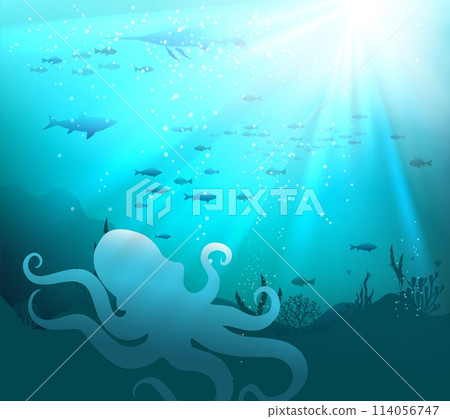 Octopus on sea bed 114056747