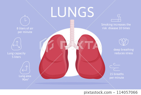 Hand drawn flat organ infographic template with anatomical lungs and icons 114057066
