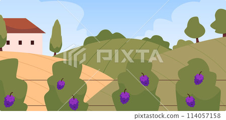 Rural vineyard landscape vector illustration Rural vineyard landscape vector illustration 114057158
