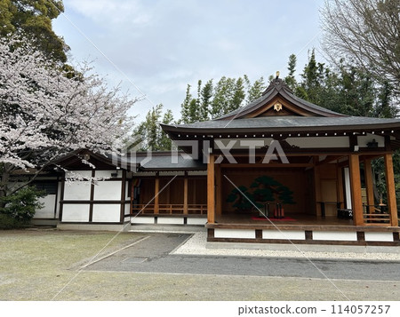 Asagaya Shinmei Shrine's Noh Theatre and cherry blossoms in full bloom Asagaya Shinmei Shrine's Noh Theatre and cherry blossoms in full bloom 114057257