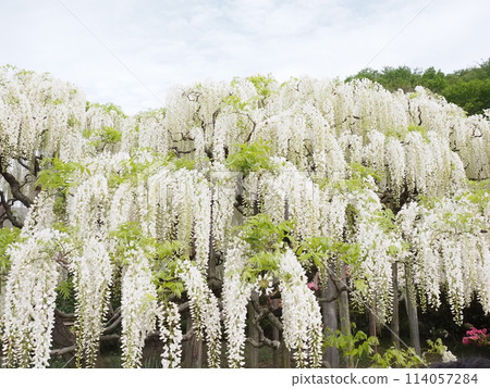 白紫藤花 114057284