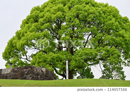 Azumayama Park in front of Ninomiya Station 114057388