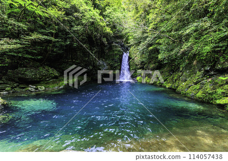 "Niyodo Blue, Kochi Prefecture" Fresh green Nikobuchi Falls and the waterfall basin 114057438