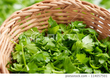 Fresh chopped green parsley leaves in wooden rattan rustic bowl. Aromatic herbal ingredients. Petroselinum crispum minced leaf.  114057501