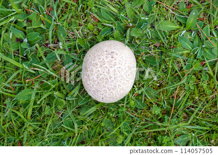 Poisonous Common Earthball mushroom in spring green grass. Top view. Scleroderma citrinum 114057505