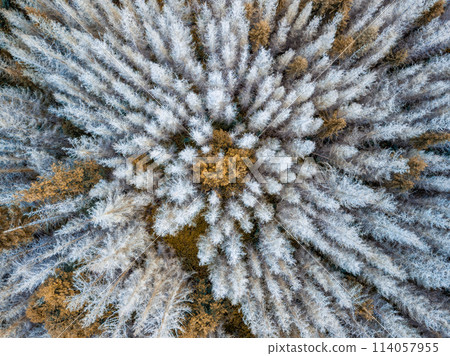 Aerial view of beautiful forest in autumn 114057955