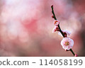 Pink plum blossoms with a beautiful background 114058199
