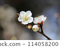 white plum blossom 114058200
