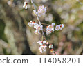 Weeping plum blossoms herald the arrival of spring 114058201
